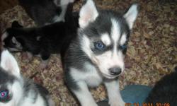 APRI Siberian Husky puppies for sale. I have 5 males and 3 females. All have
blue eyes. They will have their first shots and wormings. Call or email for pictures. They will
be ready to go to their new and forever home the first week of Aprl. they are