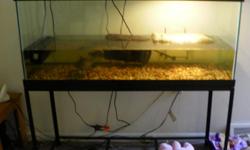 75 gallon tank with heater,filter, basking light and basking platform log with stand. Extra filter. Turtles included. Must sell. You pick up. Tank is only 2 months old and is in very good condition.