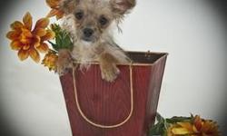 This is Ashley! She is such a Tiny little thing. She is a Female Morkie. Her birth day is May 7th.,2011. Her parents are very small. Her Mommy is 6 lbs. & Daddy 5 lbs. She is Tan, with Black in color.They are asking $400.00 for this little sweetie. Come &
