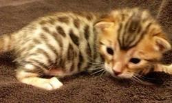 Gorgeous Asian Leopard&nbsp;Bengal Kittens available to go in 3 weeks. They are 5 weeks old right now, will have their first vaccinations and worming.
&nbsp;
Kitten price sheet:
&nbsp;
Package #1. $1250 is with giardia test, 1st shots and worming, Tica