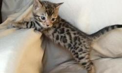 Show Quality Bengal Kittens Available! Tica registered, certified pedigree kittens.
&nbsp;
Package #1. $950 Just a kitten
Package #2. $1250 is with giardia test, 1st shots and worming, tica papers
Package #3. $1500 is with giardia test, 1st shots and