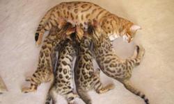 Gorgous Asian Leopard Bengal&nbsp;&nbsp;kittens 8 weeks old $450 and $1250
Tica registered extra large rosettes and show quality kittens
5 month old male brown rosettes $950 tica registered
Two 5 week old&nbsp;brown rosetted male kittens $1250 tica