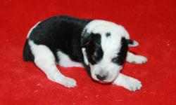 1/2 Aussie, 1/2 Blue Heeler Puppies, Born 3-2-11, $30 EA, READY to Go NOW, Current Shots & Worming, NO PAPERS on Puppies, 5 Females, 3 Males. Current Worming, All Puppies have Blue Color, Blk, Wht & Tan Points. Call 479-234-1866 or Email