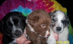 Beautiful puppies. Male and females- Ready October 17th. Color Variety- Black And Whites, Gray Black and whites. Red Merles. Some have Blue eyes. Father is a Red merle. Mother is a black and white. Very intelligent Dogs. Good dogs for agility training,