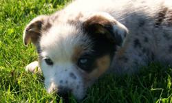 4 male blue merle pups... no females.
3/4 Australian Shepherd, 1/8 Border Collie, 1/8 Blue Heeler
Should be good stock dogs; parent, grandparents, great-grandparents have worked everything from sheep and goats to bucking bulls. VERY SMART DOGS.
Have had