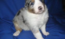 Male Merle, 4 weeks old. White Coller and White Blaze / White Socks. loacted in Vista, California. Please visit our website at www.aussie-pups.com We have 11 puppys 6 TRI's and 5 Merle's.