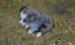 Red Merle male. 6 Weeks old. First shots and wormed.