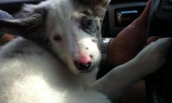 12 week old Australian Shepard puppy. Special needs. She is blind and in need of a lot of attention