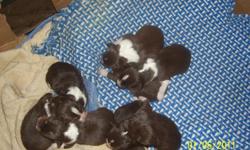 I have 3 females puppies for sale their mother is a papered Purebred Australian Shepard on site and the father is a mix not on site their drk. brown with 4 white feet and a white tip on the end of their tail with white and Lite brown they are all marked