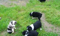 AUSTRALIAN Shepherd Mini Puppies, Reg. We have one 6 month old Black Tri Male and one 2 year old black Tri. male. We are asking $200.00 for each of our boys. We have the parents on sight.
Any questions call Brack at 559-908-1855. He is in and out of