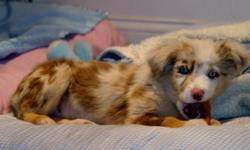 Beautiful Red Merle Male, excellent markings with beautiful Blue eyes.
14 week old. vaccinations current. He should be approximately 22 lbs.
when full grown. Wonderful disposition.
Serious inquiries only.