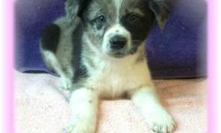 This baby girl is a beauty! She is an Australian Shepherd and an Australian Cattle Dog mix. She has a beautiful blue merle coat. She is very smart and loves to play. She would love an active family to exercise and play with.
She is micro chipped.She comes