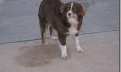 One precious, friendly, Australian Shepherd, 1 yr. old, NOT neutered, WITH A TAIL. It adds to his dignity. Approx. 40 lbs. Already great with herding. NO PAPERS!!!!!
THESE PICTURES DO NOT DO THIS BEAUTIFUL DOG JUSTICE!!!
REDUCED TO ONLY $225.00!!!!!!!!!!