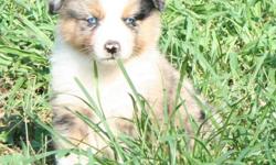 Australian Shepherd Puppies for sale. We have black tri's and blue merles available. Some registered AKC some registered NSDR. The parents are farm/companion dogs and the pups will be great for farm/companion/agility/obedience. Great all around pups.