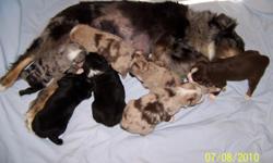 ASCA Registered Australian Shepherd puppies. This is a very colorful litter. We are located in rural Torrington, WY.
Lacey and Redneck Frank had 7 pups. Only one female - a gorgeous Blue Merle. Three Red Merle males, two Black Tri-color males, and one Red