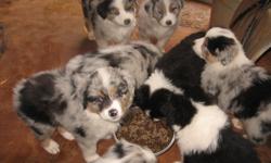Purebred but not registered. Males and females. Blue Merles. 1 b&W tri female Born 2-11-11. To see pics of pups and parents go to: http://midnaluna.blogspot.com or email midnaluna@gmail.com or call 541-441-2776