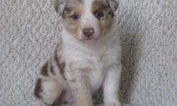 Aussie Puppies, born 4/15/2011, all colors. Standard size 50 pounds when grown.
1. red merle male $450.00
2. black & tan female $300.00
3. red & tan female $350.00
4. red tri female $400.00
Tail docked, dewclaws removed, shots and deworming current and
