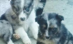 I have all colors of australian shepherd puppies available.Some are docked others have natural bobs or full tails.Prices range from 400-600 for pets.Have first shots and dewormed. Contact Tracy --