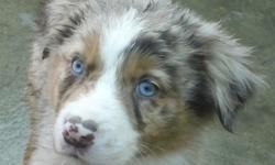 Australian Shepherd puppies red tri ,red merle,blue merle black tri. First shot and dewormings. Pets prices 400-600. Some docked tails,some full tails. 2 pups are very small and will be in the mini size range.Pups in photos are red merle male,red tri