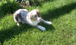 Beautiful Australian Shepherd puppies. UTD with shots and worming. Tails and dew claws are done. Dam is ASCA and Sire is AKC. Champion bloodlines, Mockingbird, Briarbrook Valedictorian. Very sweet and lovable. Well socialized. Beautiful coats and nice