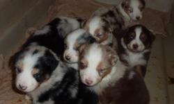Aussie puppies: Older puppies starting at $500 & new litters $800. We have all sizes, colors, males, & females available. Please call 661-645-9216 or email blueeyedaussies@gmail.com