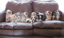 We have ASCA Registered Australian Shepherd Puppies for sale We have Red Merles, Blue Merles, Red Tris and Black Tris.
We have males and females available, great colors and ready to go home. They are current on their shots and have been wormed. Their