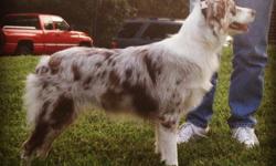 CKC registered Australian Shepherd puppies.
1 black tri, 1 black bi, and 1 dilute red merle
sire is NSDR, CKC, NKC black tri Combs Holy Moses
dam is ASCA, CKC red merle HighHopes Lady Liberty
each puppy comes with health guarantee, health record,