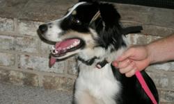 6 mo.old female, tri color,&nbsp;Australian Shepherd &nbsp;puppy for sale. UTD shots. House trained. Not spayed.
Please call ;--