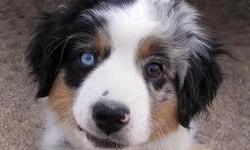 My Fiance has currently lost her 18 year old australian shepherd dog and I'm trying to get her another one cheap or free due to finacial problems.