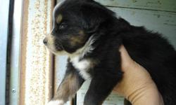 I have 2 black tris for sale...one female and one male beautiful markings...tails docked will be standard size...I raise aussies but do not raise in kennels have been raisin them for bout 8 years..handled daily...they are 4 weeks old very healthy..if