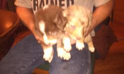 Very nice Australian shepherd pups almost 6wks old ready to go 4 red Merles and 1 red tri pup left both parents on sight as well as grandma and great Grandma. Please call if interested.