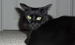Meet: Cali
I am a 6 year old female with short black hair. I am spayed, current on all my shots and still have my claws. I am very sweet and like to cuddle under the blankets. I also like to lie on my 3 tier cat perch and look out the window.
(Perch,