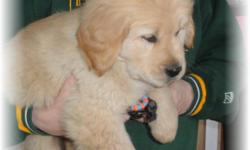 TOP QUALITY Male Golden Retriever Puppies for Sale. I have english cream to light gold colored male and female pups looking for the perfect family!
We are located in Manitowoc County just south of Green Bay.
Go to our WEB SITE