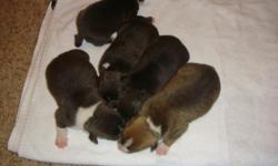 NOW TAKING DEPOSITS ON AMERICAN BULLY PUPS, 100% RAZORSEDGE, COLOR RANGE FROM BLUE TO FAWN TRI. UKC PAPERS ON HAND.