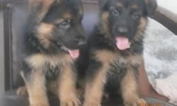 These is carol carl litters with puppies available which are pure breed German Shepherd.
Our puppies are excetional with temperament and wonderfuil conformations, males and&nbsp; females which are litter trained and well taken care of.They are current on
