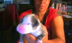 Puppies were born June 12, 2011. American Mastif Pittbull is the father all white, Mother is a Blue Nose Pitt gray with Dark gray spots. She produce 9 puppies and 7 are left for sale. Puppies will be ready July 12 or if owner have the time to do 24 hour