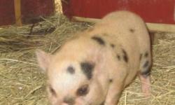 Adorable, clean & smart - Teacup Potbelly Piglets available for purchase. Males & females white/pink with blue eyes, chocolate with black stripes, calico, white w/black spots. They will weigh between 35-45 lbs. when grown & will be between 12-14" from