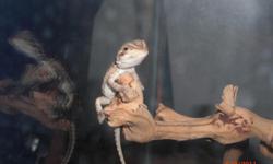 Three and Four week old baby bearded dragons. Need new homes. Please call 425-330-4572. Thank You.
