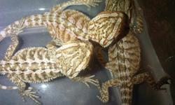 baby bearded dragons.
Hatched aug 15th
both parents orange
contact me via cell 951-258-4251