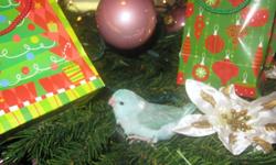 New baby blue pied female parrotlet just weened and ready to go. Hand-fed and extremely tame and sweet..
Check us out on www.Kandgbirds.com
