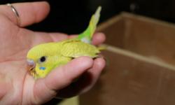 &nbsp;
We have Baby Parakeets! Various colors and ages, but all the beautiful and energetic budgies are leg banded, hand fed, and weaned to fruits and vegetables. This parakeet is up for adoption and ready to make a great family pets!
&nbsp;
Quote from