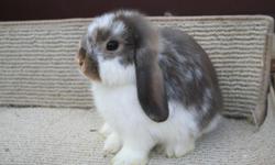 I have baby bunnies some are lops or lionheads, &nbsp;$35.00&nbsp;
Also baby guinea pigs $20.00 each
call --
&nbsp;