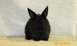 8 WEEK OLD, FEMALE DWARF BUNNY. FRIENDLY AND LOVING NEEDS A GOOD HOME.