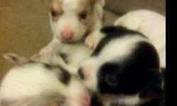 CHIUAHUA 6 WEEKS OLD READY TO GO..
MOM IS 3 POUNDS IN WHITE.. COOKIE IS THE ONE IN THE MIDDLE..
CONTACT 8656921600