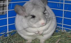 32 Top Pictures Chinchilla Pet For Sale In California : 1 baby female chinchillas for sale | Yeovil, Somerset ...