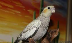 I am a hobby breeder of handfed, hand raised Cockatiels. Currently taking deposits on&nbsp;5 babies, with more on the way. Please check us out on the web at www.lovelandtiels.com.&nbsp;&nbsp;