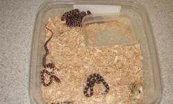 newly hatched corn snakes 7/30/11 0keetee/miami phase very gentle easy to care for snakes call daryn @ 561-797-2596