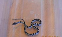 Baby Corn Snakes make great Pets.
Starting @ $35.00.
We also have King Snakes
for @ $55.00.
Call Sken @ (850) 429-0002
or visit us online @ www.skenssnakes.com