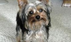 I am a lovely boy yorkie.I was born November 23,2010.My mommy was going to keep me but she can't. I am real little. I wiegh 3.4 lbs.I am not going to get a lot bigger. My mommy and daddy are little. I am very loving.I love to play and love. I am Ckc Reg.