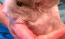 Baby mosaic chinchilla for sale. She is being hand tamed. New owner must know how to fully care for chichillas. Please call or text if you are interested -- thank you
